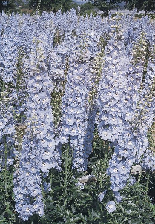 DELPHINIUM GIGANTE PACIFIC BLU CHIARO NR.1000